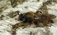 Robber Fly (Laphria flava)